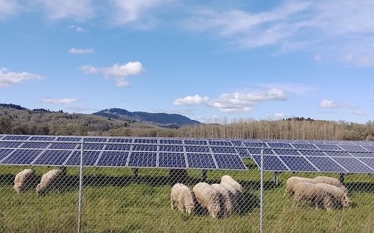 Developing enough solar energy on farms to generate a fifth of the country's electricity needs could create 100,000 jobs. (Sean Nealon/Oregon State University)