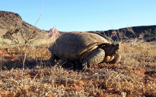 About 2,000 rare Mojave Desert tortoises are left in southern Utah's Red Cliff Desert Reserve. The reptiles are considered 