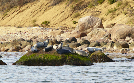 Every winter, hundreds of seals bask on the offshore rocks of Plum Island. (Robert Lorenz)