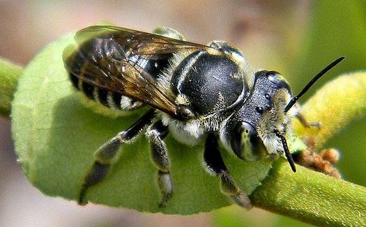 Common halictid bee populations have declined by 17% since 1990, while the rarer Melittidae have dropped by 41%. (Bob Peterson/Wikimedia Commons)