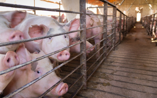 Feces and urine from hogs on industrial farms are stored in large pools called lagoons. (Adobe Stock)
