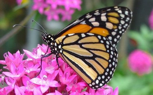 El desarrollo residencial y comercial ha degradado muchos de los sitios de hibernacin para la migracin anual de la mariposa Monarca del Oeste. (Pixabay)