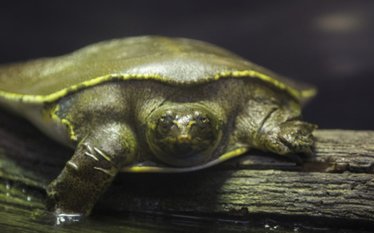 The spiny softshell is among the three turtle species allowed to be commercially harvested in Minnesota. (Adobe Stock)