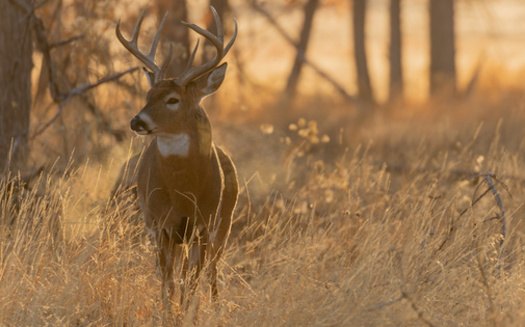 According to the American Veterinary Association, animal health authorities are finding Chronic Wasting Disease in more counties each year. (Adobe Stock)