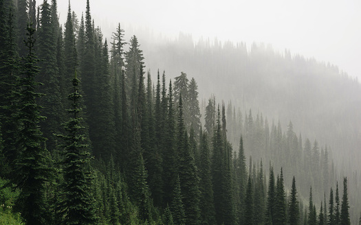 Reforesting Idaho could absorb as much as 4.36 million cubic tons of carbon each year. (jeff/Adobe Stock)