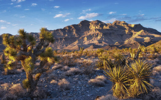 A new bill would expand the Desert National Wildlife Refuge by more than 1.3 million acres. (Kurt Kuznicki)