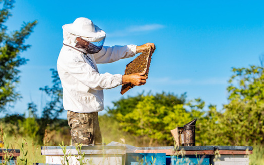 In the 2019-2020 winter, Massachusetts beekeepers reported a 47% drop in colony numbers. (Vadim/Adobe Stock)