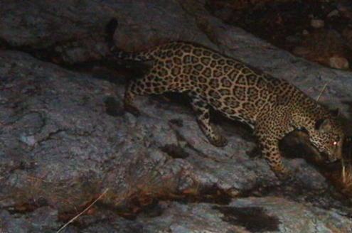 Jaguars are considered an Endangered Species across their range along the border of Mexico and state-level protections exist in Arizona and New Mexico. (defenders.org)