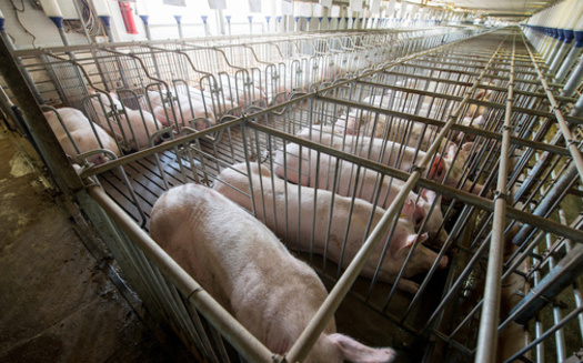 Iowa has more than 10,000 factory farms, up from fewer than 800 in 2001. (agnormark/Adobe Stock)