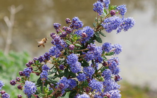 California farmers are starting to use native plants as hedgerows to attract more bees and other beneficial insects. (Michael Serrano)