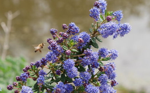 Los agricultores de California estn comenzando a utilizar plantas nativas como setos para atraer ms abejas y otros insectos beneficiosos. (Michael Serrano)