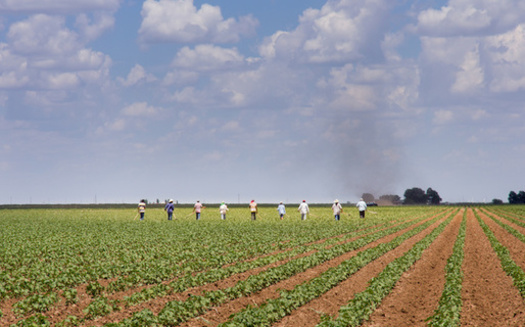 Farmworkers can work 80-hour weeks, but aren't eligible for overtime pay. (David/Adobe Stock)