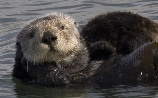 Sea otters can weigh 45 to 65 pounds, and can be injured or killed by a boat strike. (Wikimedia Commons)