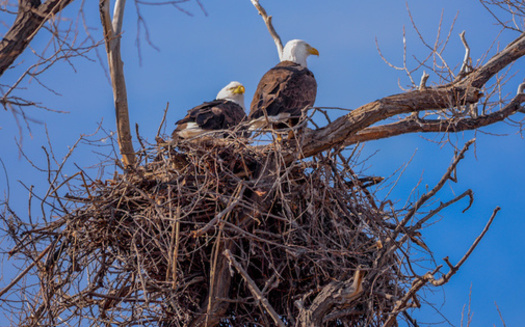 There are more than 70,000 nesting pairs of bald eagles in the United States, up from an all-time low of 417 in 1963. (Rex Wholster/Adobe Stock)