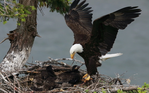 Once near extinction, in 2020 there were an estimated 316,700 bald eagles in the lower 48 states, including 71,400 nesting pairs. (Frank Fichtmüller/Adobe Stock)