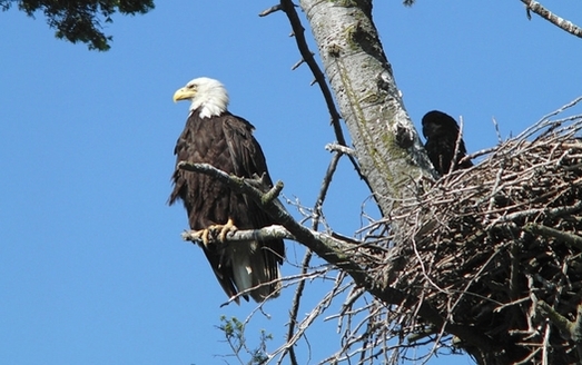 Bald eagles from Canada and the northwest Rockies migrate to Arizona in the winter months to build nests and mate. A 1999 survey found 74 nesting pairs in Arizona, up from only 11 in 1978. (Tagayuki Ogawa/flickr)