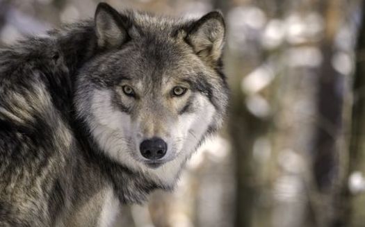 Wildlife-protection groups say despite promising numbers in certain regions, America's gray wolf population has not recovered enough to allow hunting of the animal. (Adobe Stock)