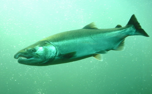 Salmon numbers are declining rapidly in the Snake River, the Columbia River's largest tributary. (norikko/Adobe Stock)