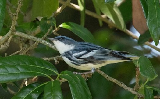 West Virginia's forests support more than 35% of the world's cerulean warblers, an endangered species. (Wikimedia Commons)<br /><br />