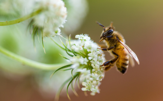 According to Environment America, 90% of wild flowering plants need the help of animal pollinators to survive, and declining bee populations are extremely dangerous for the ecosystem. (Adobe Stock)