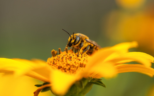 Connecticut, Maryland and Vermont all have banned the sale of neonicotinoids, bee-killing pesticide, according to Environment America. Florida has yet to do so, but the group hopes it also will take action in order to save the insect. (Adobe Stock)