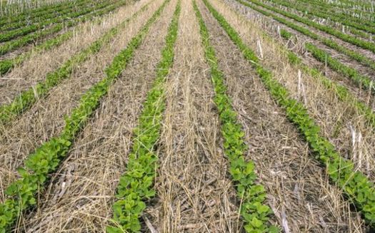 Supporters of cover crops say they can help with a farmer's bottom line in the long run while protecting natural resources. (Adobe Stock)