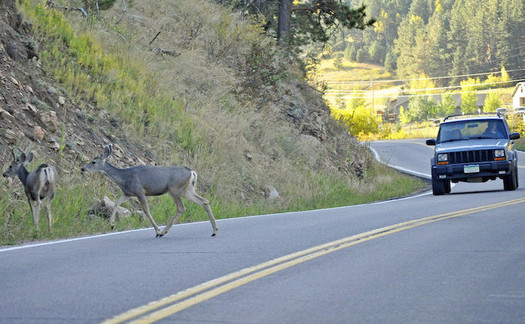 The number of animal-vehicle collisions has doubled in the past 15 years. (Heather Paul/Flickr)