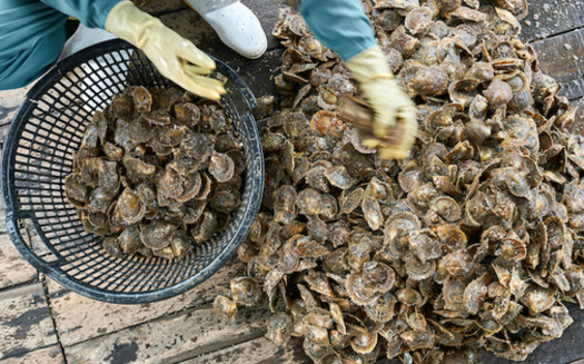 North Carolina's commercial oyster landings rake in millions of dollars in revenue each year. (Adobe Stock)