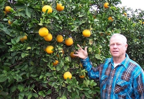 Citrus crop losses in Texas were estimated at $230 million following February's freak winter storm, according to AgriLife Extension at Texas A&M. (sanantonio.org)
