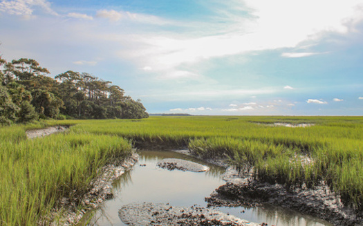 Salt marshes have disappeared over the past two decades along the Eastern Seaboard and other coastlines because of development, polluted runoff and rising seas. (Adobe Stock)
