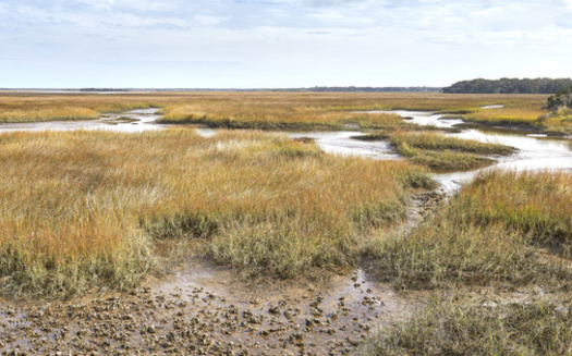 A study by the National Academy of Sciences reveals salt marsh provides an average of $695,000 per square mile a year in protective value to Southeast communities and military installations from storm-surge flooding. (Adobe Stock)