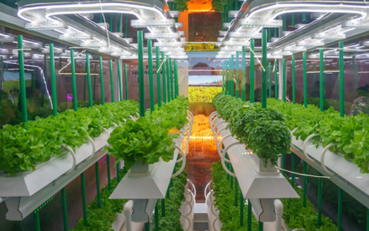 In the United States, hydroponic food production is estimated at $555 million a year, with a projected annual growth of more than 3% over the next decade. (Adobe Stock)<br />