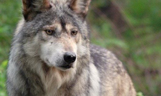 A family of endangered Mexican gray wolves will be released on property owned by communications magnate Ted Turner, where work to breed endangered Bolson tortoises, aplomado falcons and threatened Chiricahua leopard frogs has been successful. (rewilding.org)