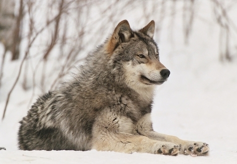 U.S. President Joe Biden has ordered a broad review of the Trump administration's wildlife policies, including the decision to strip Endangered Species Act protections from gray wolves. (wolf.org)