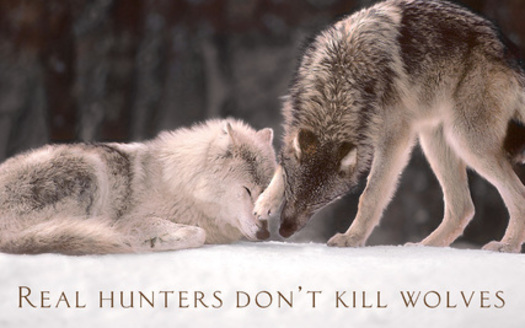 This is the type of display seen on billboards in northern Wisconsin, posted by a group of sportsmen and women opposed to wolf hunts. (Jim Brandenburg)