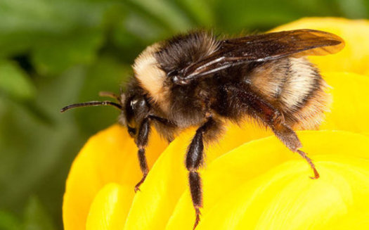 La poblacin occidental del abejorro se ha derrumbado desde finales de los aos 90; ahora es candidata para ser incluida en la Ley de Especies en Peligro de California.
