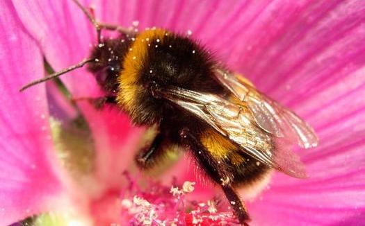 Bumblebees can die or be rendered sterile by systemic pesticides present in flower pollen. (PANNA)