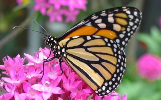 Conservation groups have launched a campaign to stop nurseries from selling pollinator-friendly plants such as milkweed that have been grown with harmful pesticides. (Pixabay)