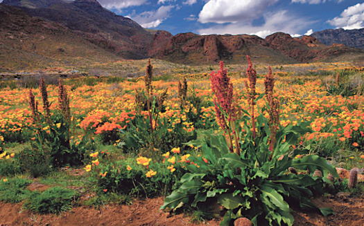 Castner Range, outside of El Paso, contains petroglyphs, remnants of failed tin-mining operations and small stone structures and pottery, according to the El Paso Community Foundation and Franklin Mountain Wilderness Coalition. (riograndesierraclub.org)