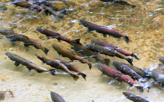 By 2025, 77% of Snake River Chinook salmon could be on the brink of extinction, according to a report this year. (randimal/Adobe Stock)