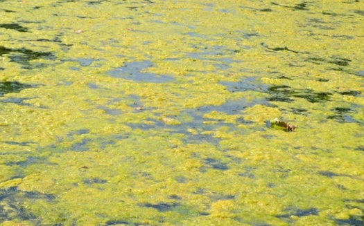 A new study says harmful algal blooms are another threat to freshwater lakes, as they see declining oxygen levels brought on by rising temperatures. (Adobe Stock)