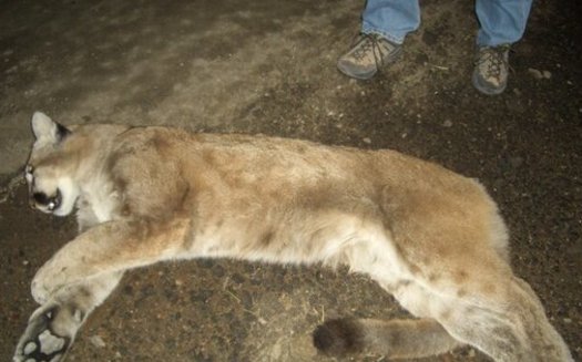 Collisions between cars and mountain lions are a particular concern on highways along the mountain ranges of Southern California. (Mia and Steve Metsdagh/Wikimedia Commons)