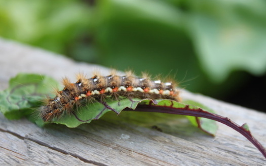 Browntail moth cocoons can be found on the outsides of buildings and vehicles, on outdoor equipment, plant stems, branches and foliage. (Robirensi/Adobe Stock)<br />