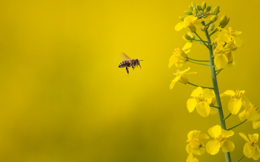 Maine's ban on neonicotinoids prevents both private consumers and licensed applicators from using the pesticide. (lightpoet/Adobe Stock)