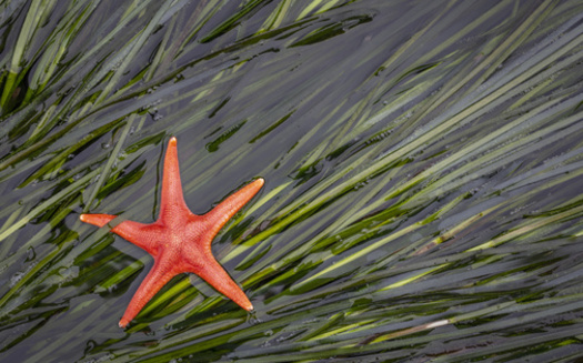 A new report looks eelgrass restoration projects on the West Coast, including 14 in Washington state. (Danita Delimont/Adobe Stock)