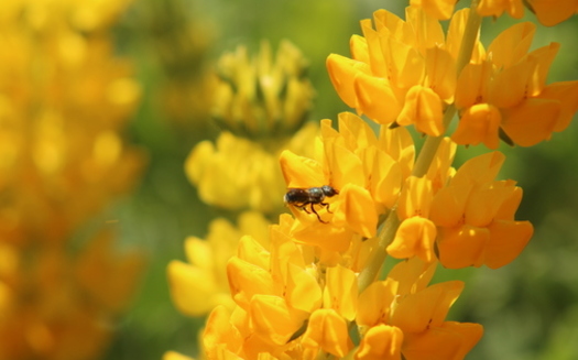 Animan a jardineros a plantar flores aptas para abejas que florecen en sucesin para sustentar a los insectos durante toda la temporada. (David Bryant/California Native Plant Society)