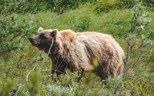 A grizzly bear roams inside Alaska's Denali National Park. (Adobe Stock)