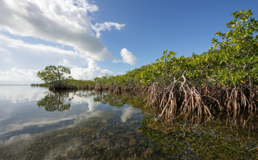 Florida mangroves' natural ability to curb flooding protected over 626,000 people during Hurricane Irma in 2017, according to a University of California Santa Cruz report. (Adobe Stock)