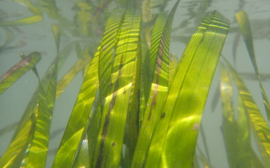 A new study says California's eelgrass beds have been decimated by pollution, dredging, development, sea level rise and other problems. (Kathyrn Beheshti/U.C. Santa Cruz)