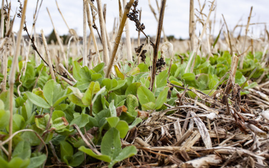 Cover crops can improve water infiltration into the soil and some, like legumes, also are natural fertilizers. (bmargaret/Adobe Stock)